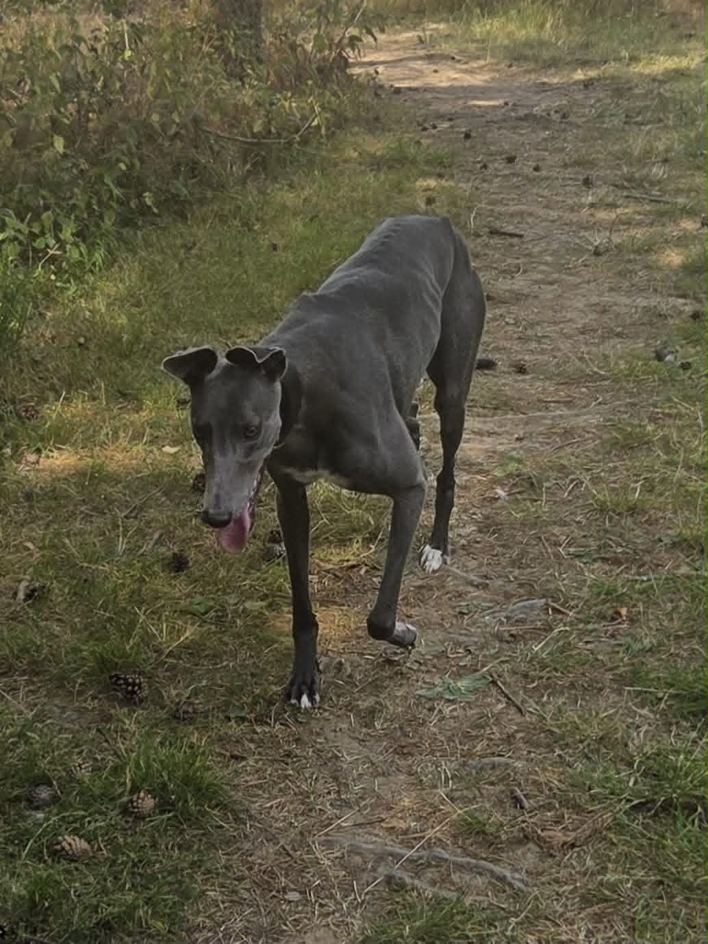 Walter 2